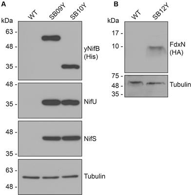 Purification and In Vitro Activity of Mitochondria Targeted Nitrogenase Cofactor Maturase NifB